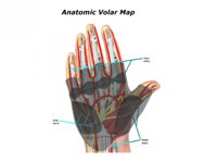 anatomická mapa